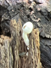 Basidiomycota
