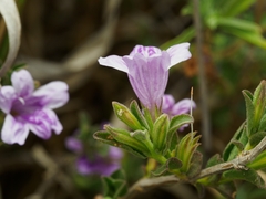 Dyschoriste capricornis