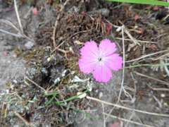 Dianthus borbasii