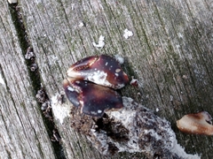 Pachygrapsus marmoratus