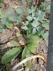 Primulaceae