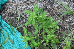 Phyllanthus