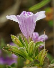 Dyschoriste capricornis