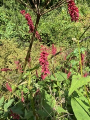 Bistorta amplexicaulis