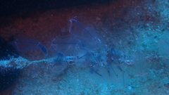 Clavelina