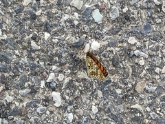 Melitaea