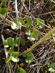 Calystegia soldanella