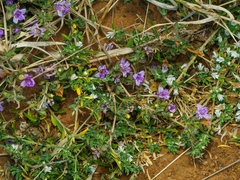 Dyschoriste capricornis
