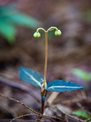 Chimaphila maculata