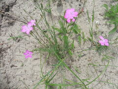 Dianthus borbasii