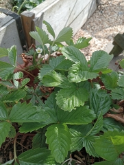 Fragaria vesca