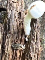 Basidiomycota