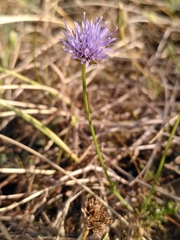 Jasione montana