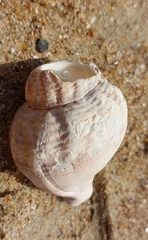 Buccinum undatum