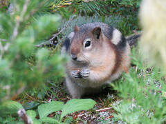 Callospermophilus lateralis