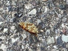 Melitaea