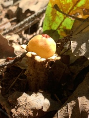 Calostoma lutescens
