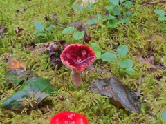 Russula