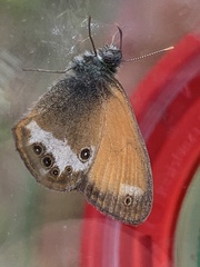 Coenonympha arcania