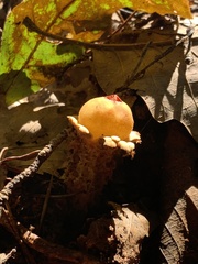 Calostoma lutescens