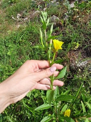 Oenothera