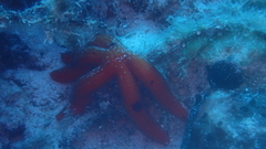 Ophidiaster ophidianus