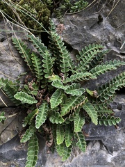 Asplenium ceterach