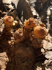 Calostoma lutescens