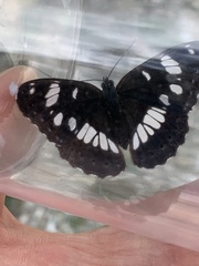 Limenitis reducta
