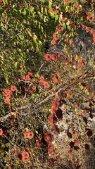 Paliurus spina-christi