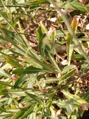 Diplotaxis tenuifolia
