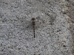 Bradinopyga geminata