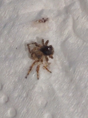Araneae