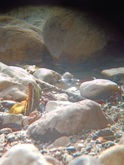 Charaxes jasius