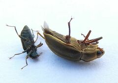 Helichus lithophilus