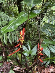 Heliconia