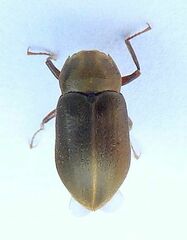 Helichus lithophilus