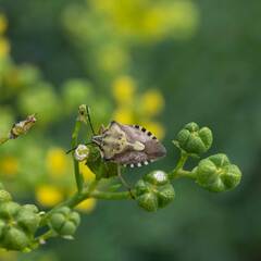 Carpocoris