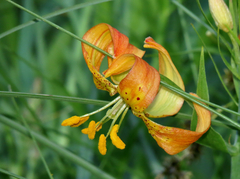 Lilium pardalinum shastense