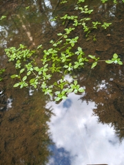 Callitriche stagnalis