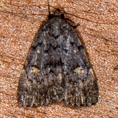 Idia aemula
