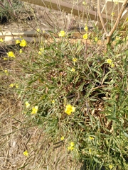 Diplotaxis tenuifolia