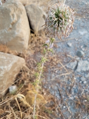 Echinops spinosissimus