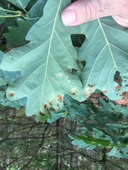 Aceria querci