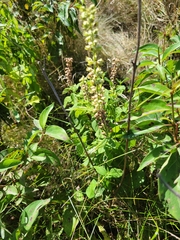 Teucrium scorodonia