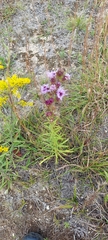 Liatris novae-angliae