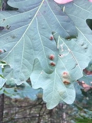 Aceria querci