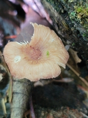 Collybiopsis dichroa