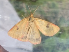 Diacrisia sannio