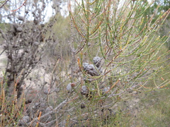Allocasuarina
